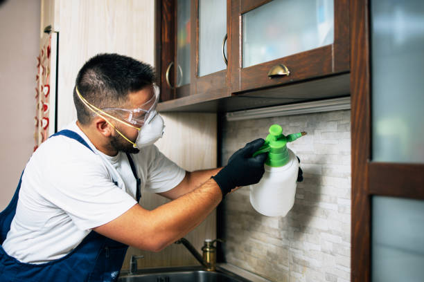 Best Rat Extermination Near Me  in Eaton, CO