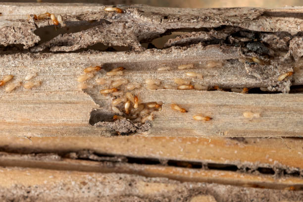 Best Bed Bug Extermination  in Eaton, CO